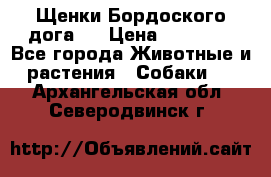 Щенки Бордоского дога.  › Цена ­ 30 000 - Все города Животные и растения » Собаки   . Архангельская обл.,Северодвинск г.